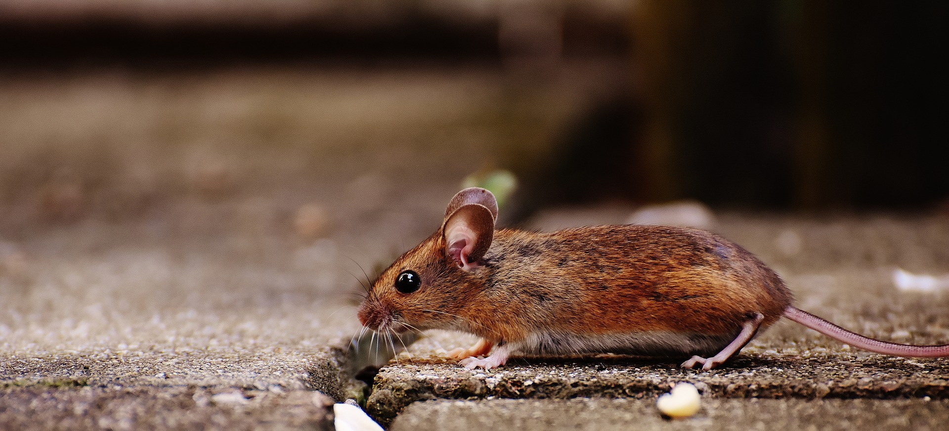 Types of Mice in the UK